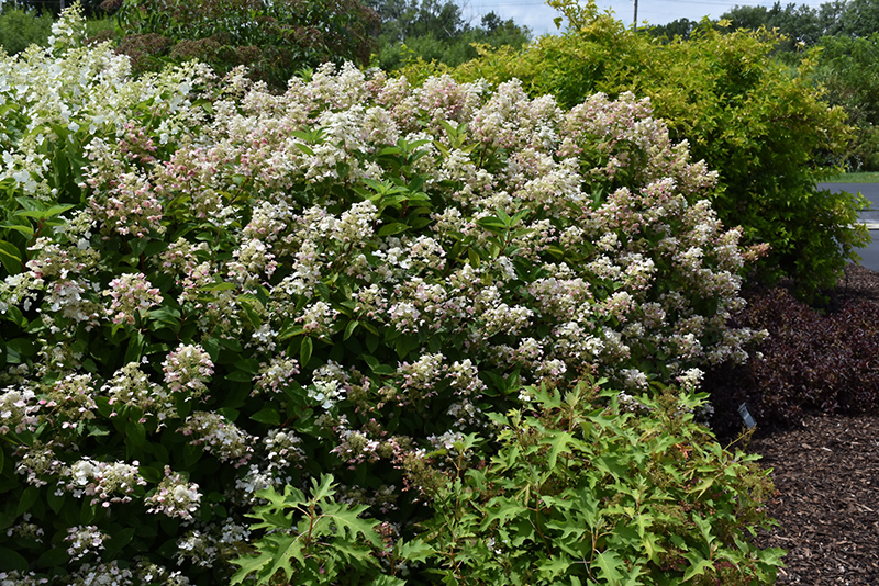 Image of Fire and ice hydrangea in a garden