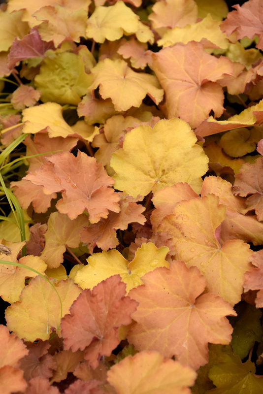 Heuchera 'Caramel'