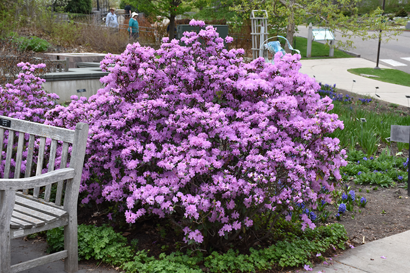 Rhododendron 'P.J.M.'