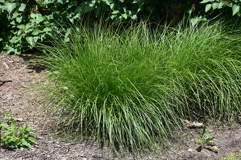 Carex vulpinoidea