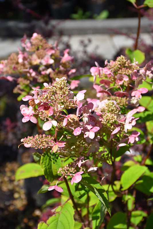 Image of Fire and ice hydrangea in full bloom