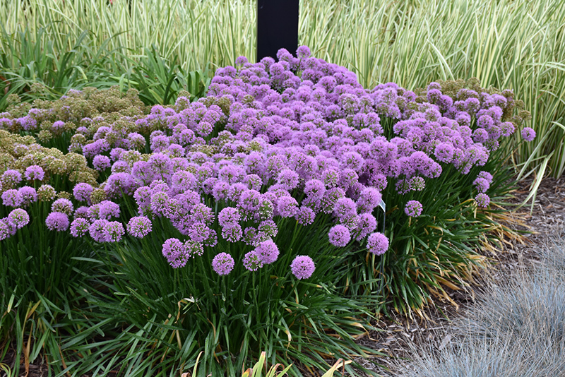 Allium 'Millenium'