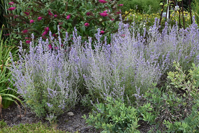 Perovskia atriplicifolia 'Blue Jean Baby'
