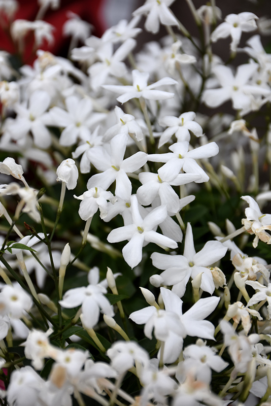 Common jasmine store