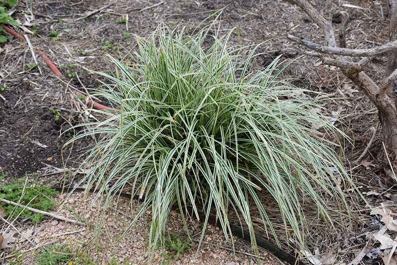 Carex oshimensis 'Feather Falls'