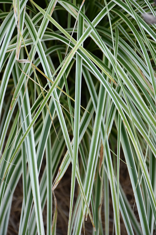 Carex oshimensis 'Feather Falls'