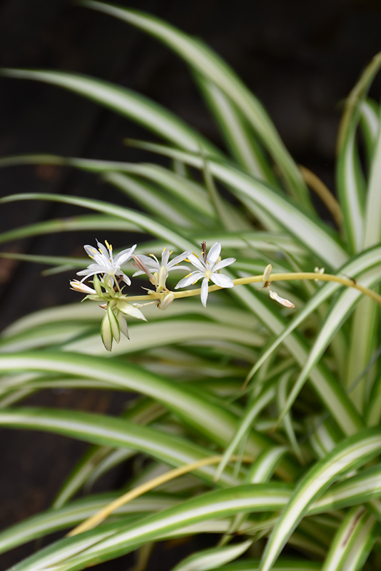 Spider clearance plant flowers