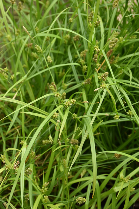 Carex amphibola