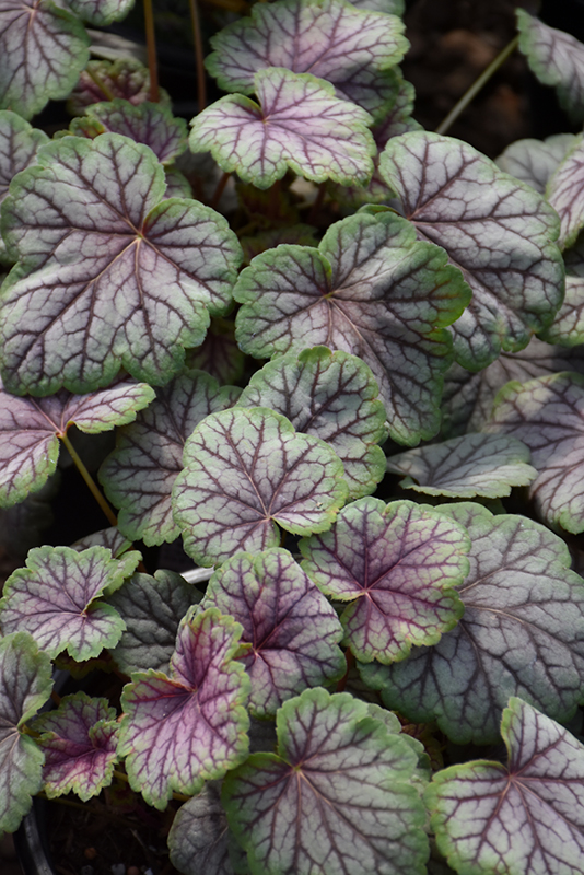 Heuchera 'Green Spice'