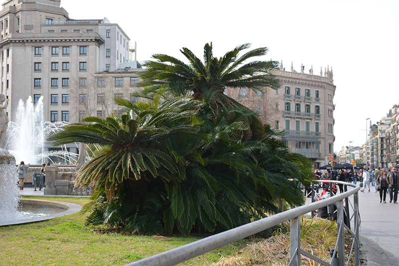 Japanese sago palm deals