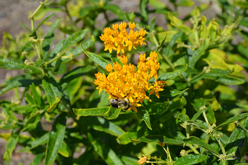 Asclepias tuberosa 'Gold Rush'