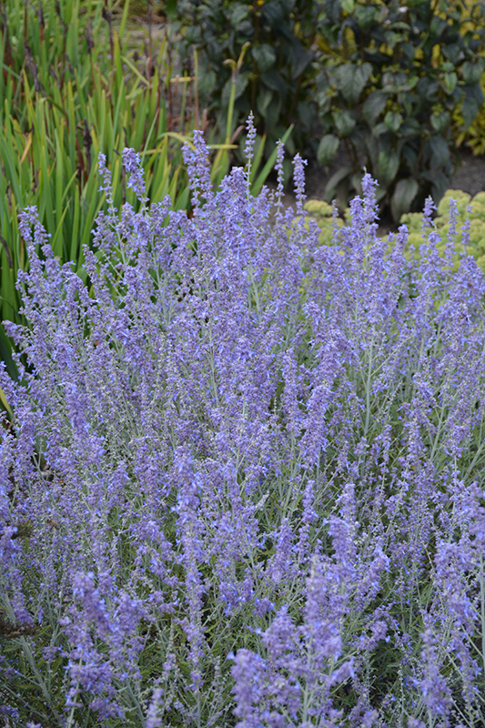 Perovskia atriplicifolia 'Blue Jean Baby'