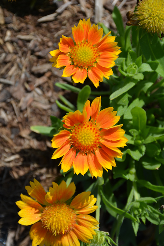 Mesa sales blanket flower