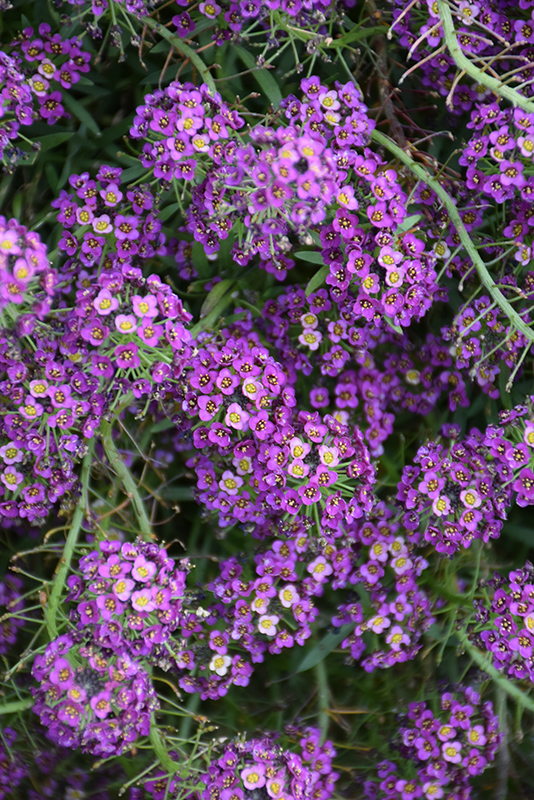 Image of Sweet alyssum purple annuals