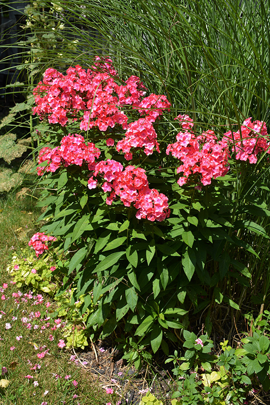 Garden phlox discount