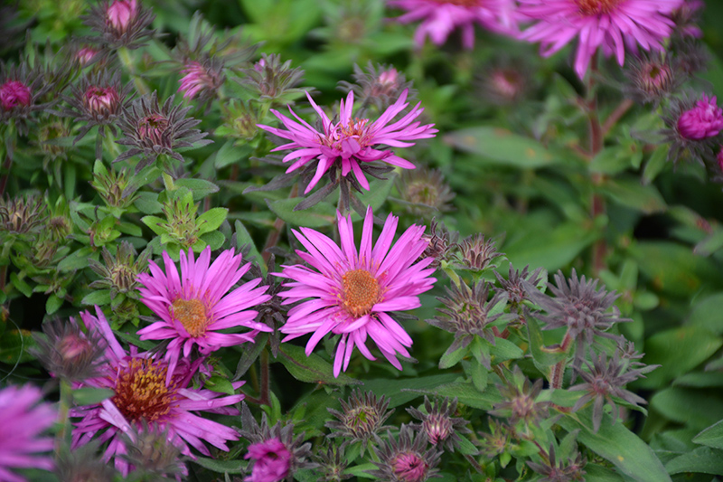 Pink Crush New England Aster - Heeman's