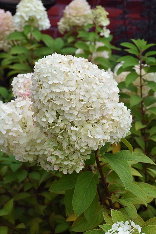 Hydrangea paniculata 'ILVOBO'