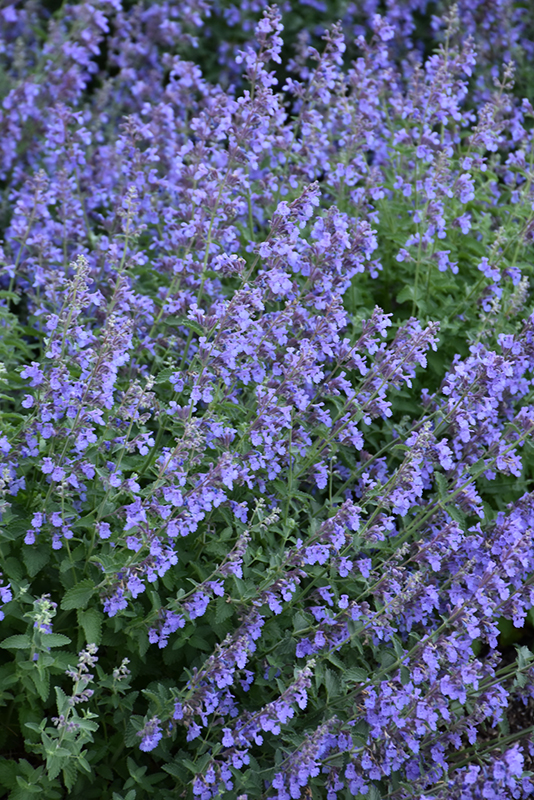 Nepeta x faassenii 'Cat's Meow'