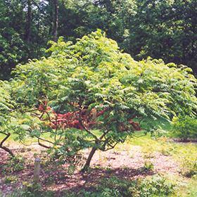 Plant Photo 6