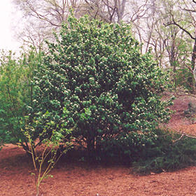 Plant Photo 8
