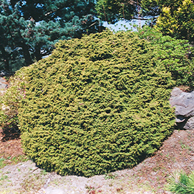 Plant Photo 10