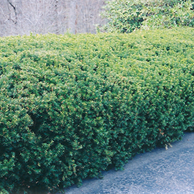 Plant Photo 1