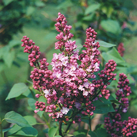 Plant Photo 7