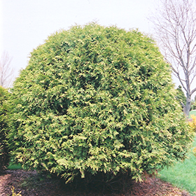 Plant Photo 7