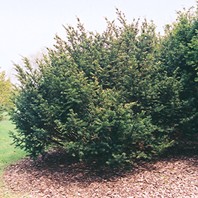 Plant Photo 7