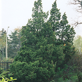 Plant Photo 3