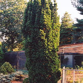 Plant Photo 8