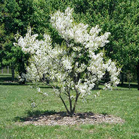 Plant Photo 3