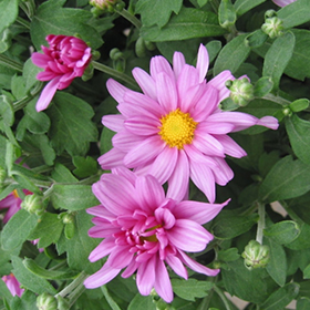 Plant Photo 9