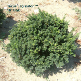 Plant Photo 9