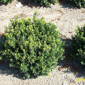 Plant Photo 4