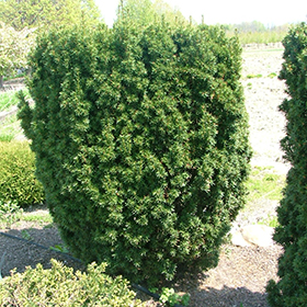 Plant Photo 6