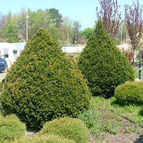 Plant Photo 9