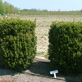 Plant Photo 2