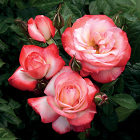 Plant Photo 10