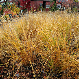 Plant Photo 7