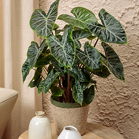 Plant Photo 2
