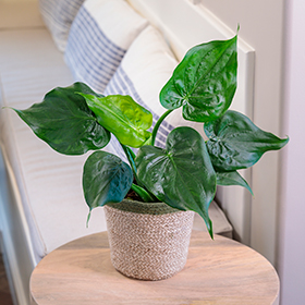 Plant Photo 5