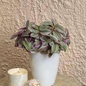 Plant Photo 3