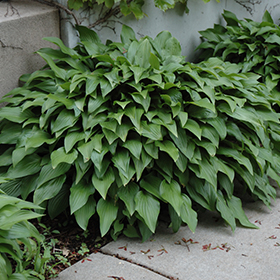 Plant Photo 9