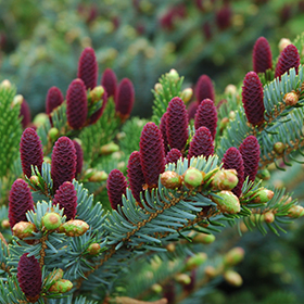 Coniferous Tree Photo