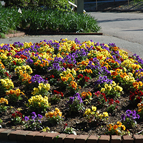 Bedding Plant Photo