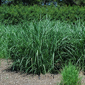 Plant Photo 1