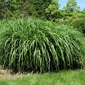 Plant Photo 10