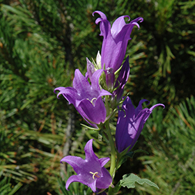 Plant Photo 3