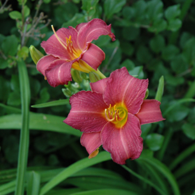 Plant Photo 3